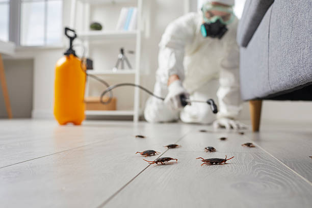 Commercial Kitchen Cockroach Control in Seven Corners